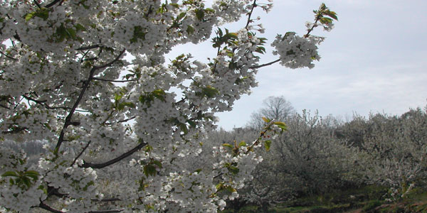 La floración en el Valle del Jerte anuncia las mejores cerezas