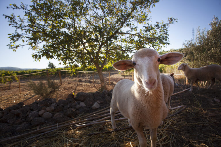 Carlania Ovelles 768x512