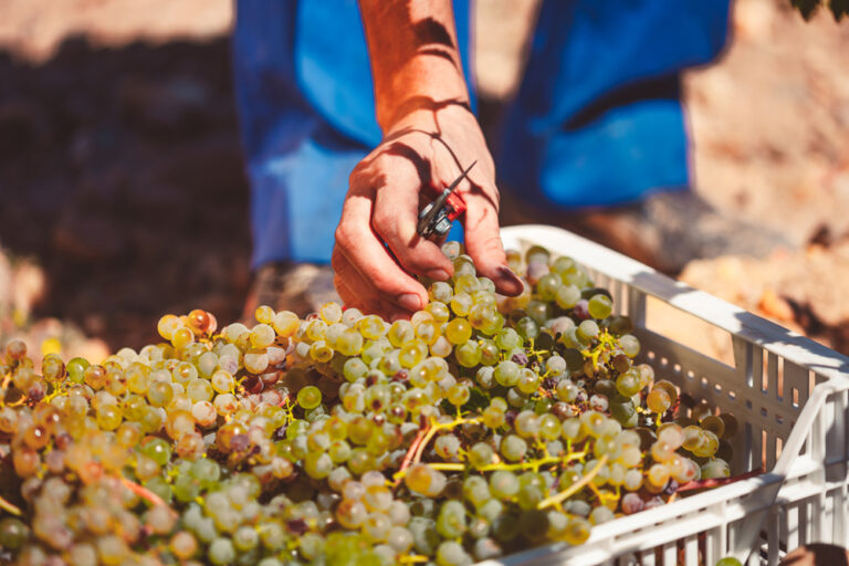 Javier Sanz recogida uva 768x512