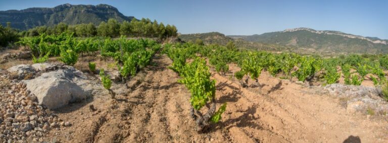 Ronadelles 2 petita 1024x377 768x283