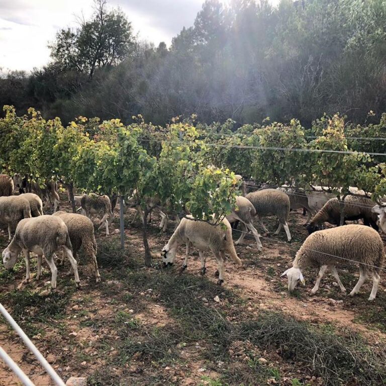 masforaster3 768x768