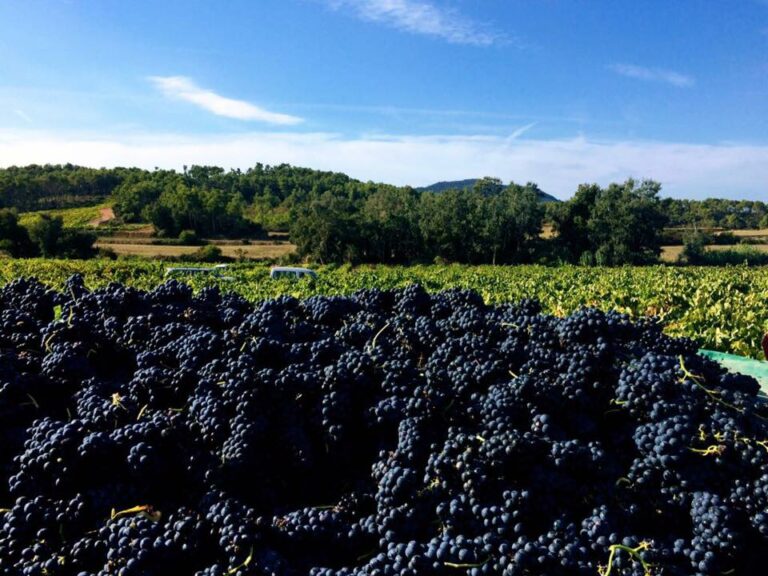 masforaster5 768x576