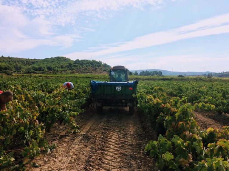 masforaster6 768x576