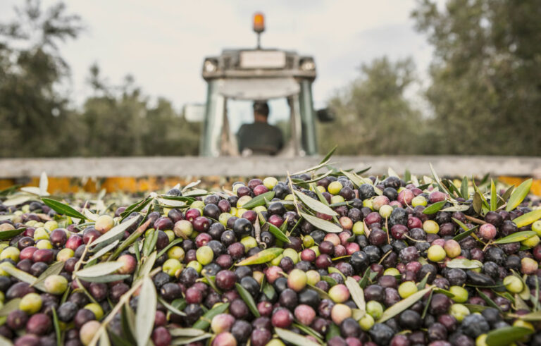 masroig 8 oli 768x491