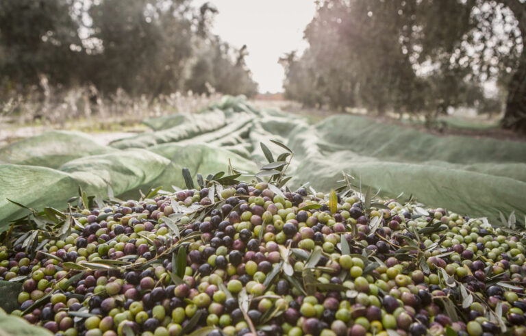 masroig oli 12 768x491