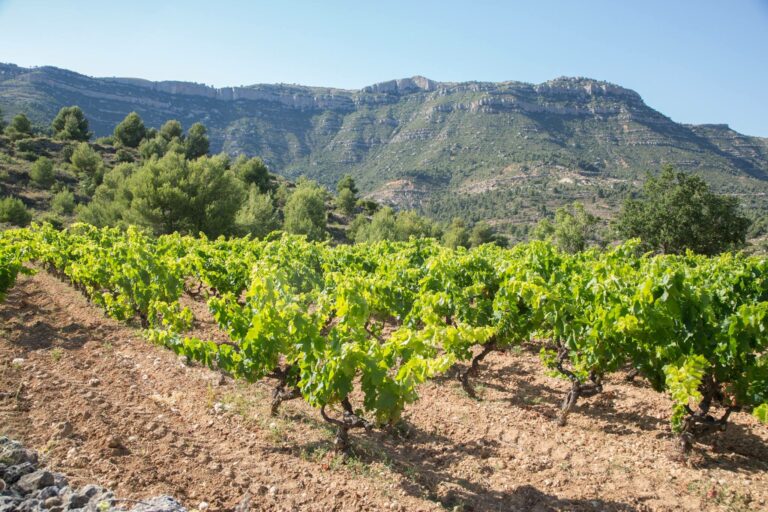 ronadelles11 768x512