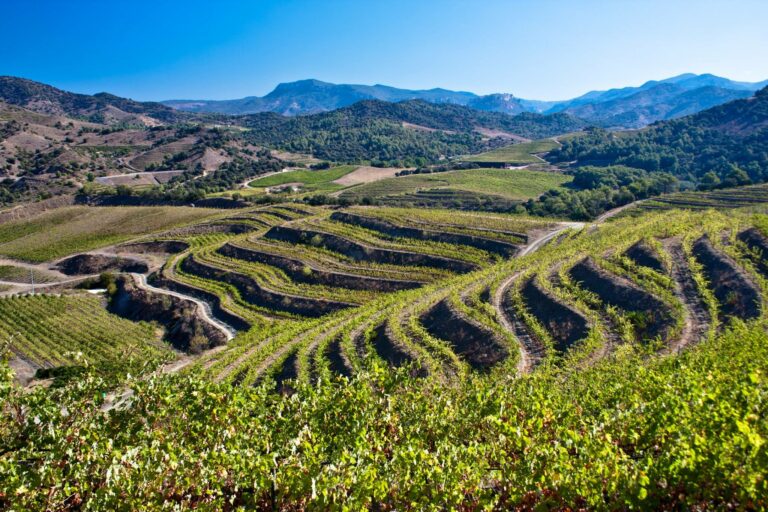 ronadelles13 768x512