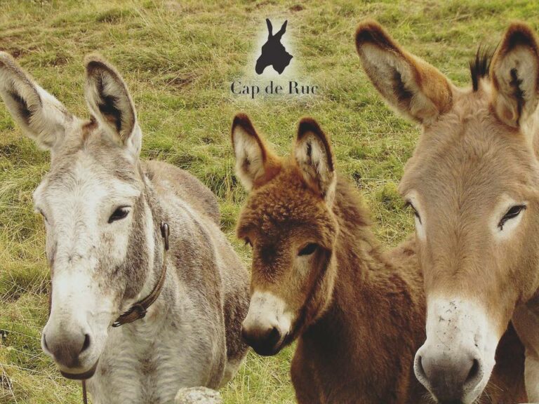 ronadelles14 768x576