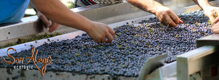 son alegre olives 768x281