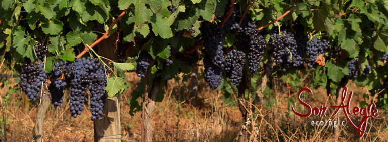 son alegre raim ecologic 768x281