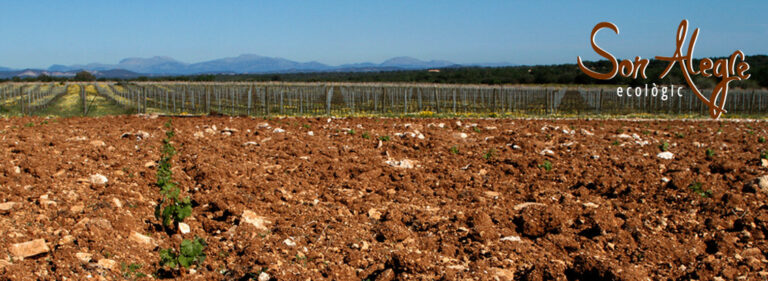 son alegre terra 768x281