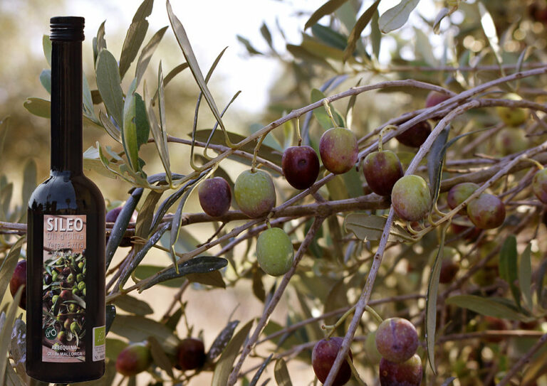 son alegre vi oli 768x543