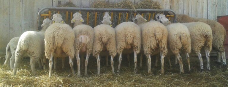 Ovejas comedera 768x296