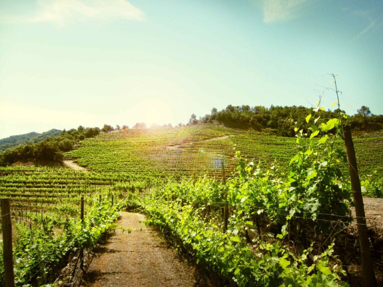 Perinet Winery SW003 768x576