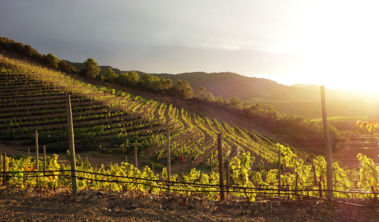 Perinet Winery SW026 768x450