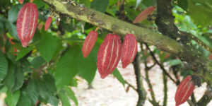 e-cacaoplanta