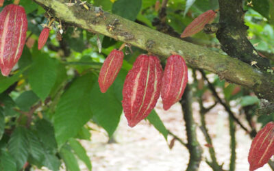 Ecuador, un recorrido por la calidad de su chocolate y su café