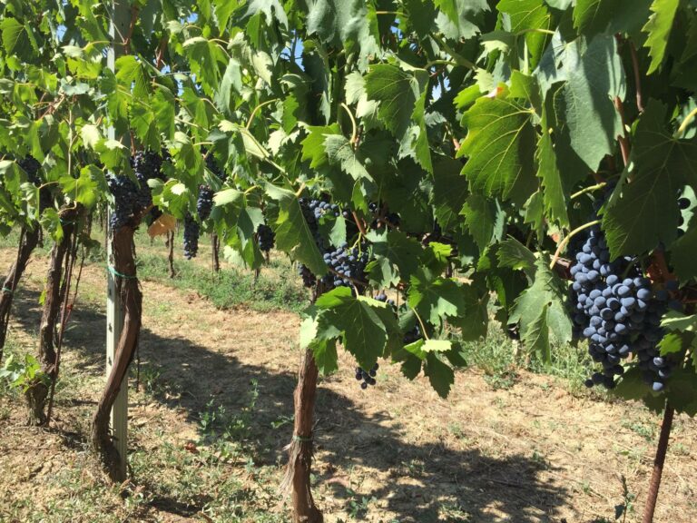 WhatsApp Image 2019 09 11 at 09.05.59 768x576