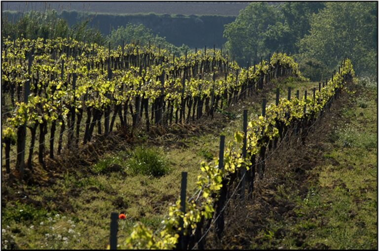 cusco berga 2 768x510