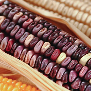El maíz sagrado de México