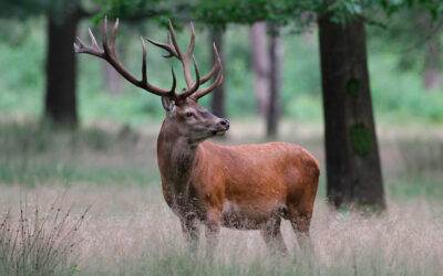 Veluwe, el valle de la comida en Holanda