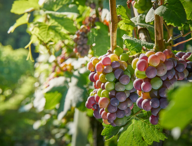 25 08 18 Wiston Matthew J. Thomas 02361 768x583