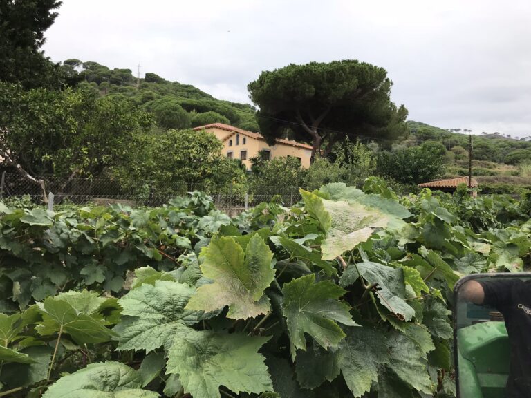 602FACC9 B029 439D 86D5 0C0D93B0958A 768x576