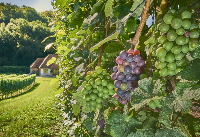 Wiston Estate Vineyard Pinot Meunier 2018 768x528