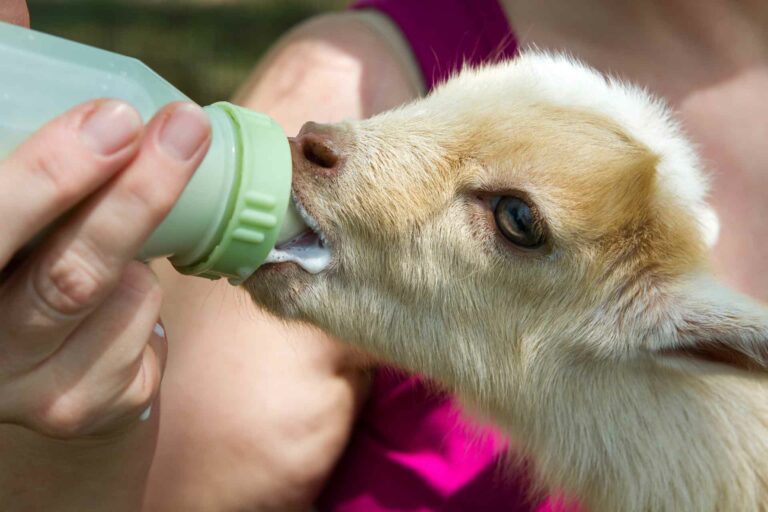 cheese tour chile baby goat casablanca 2020 768x512