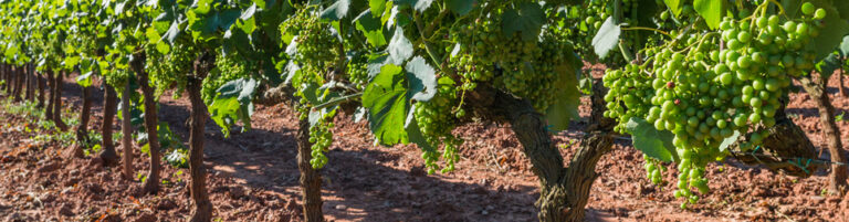 Agusti Torello Mata 3 768x201