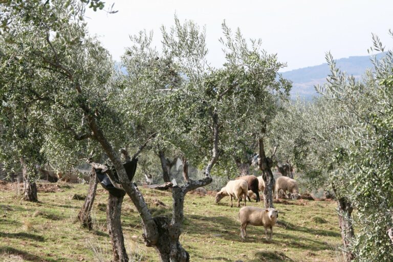 OLIVAR SOSTENIBLE 2 768x512