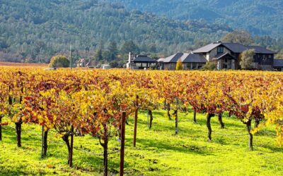 Enoturismo en California: Napa y Sonoma