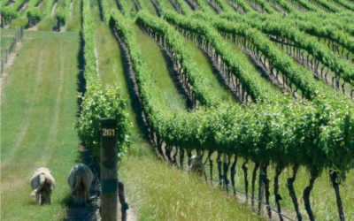 Nueva Zelanda, agrícola por naturaleza