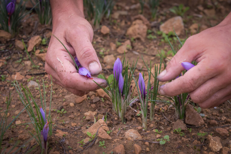 Safra del Montsec 0093 768x513