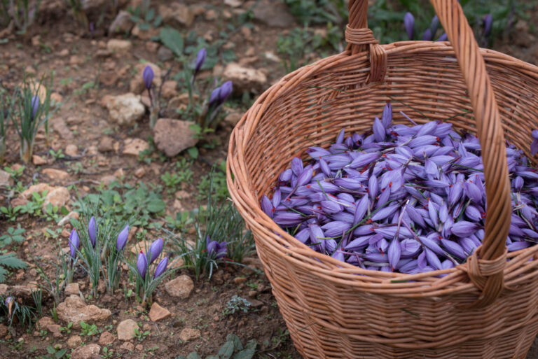 Safra del Montsec 0101 768x513