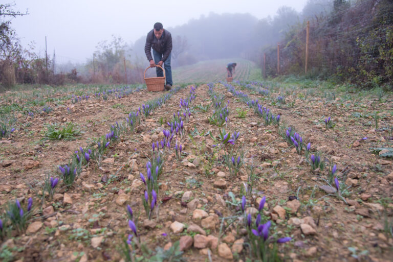 Safra del Montsec 0117 768x513