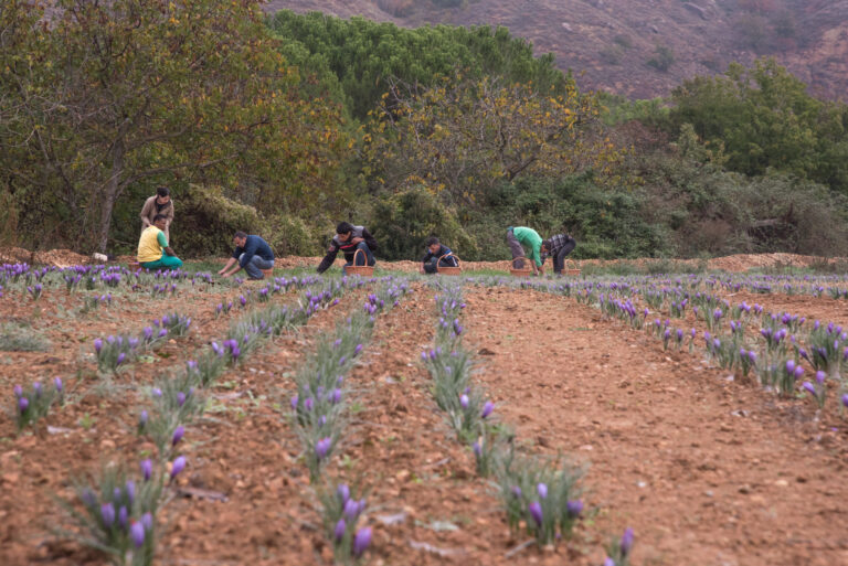 Safra del Montsec 0195 768x513