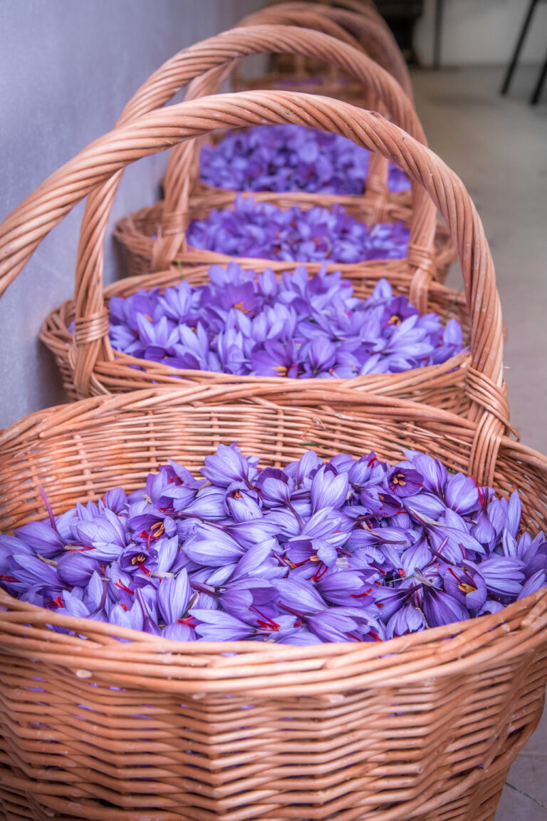 Safra del Montsec 0324 768x1152