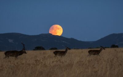 La berrea en Cabañeros, experiencia única otoñal