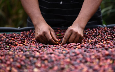 Experiencias cafeteras en Centroamérica