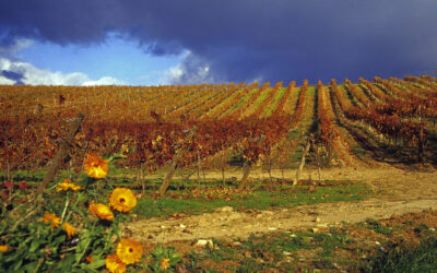 Enoturismo en León: viaje entre viñedos