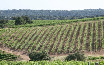 Enoturismo en Madrid, experiencias singulares